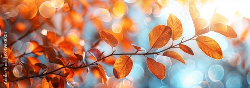 Golden Autumn Leaves on a Branch With Sunlit Bokeh Background