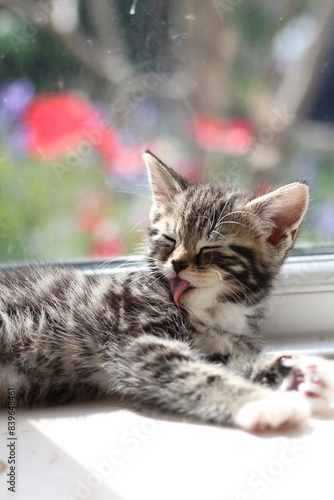 Kitten tabby cat 