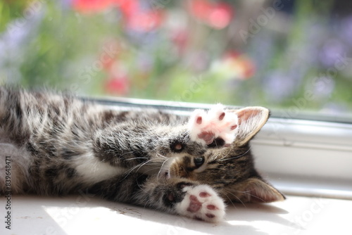 Kitten tabby cat 