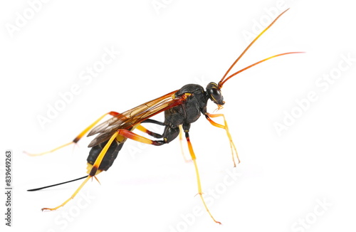 Wallpaper Mural Banded caterpillar parasite wasp isolated on white, (Ichneumon promissorius) Torontodigital.ca