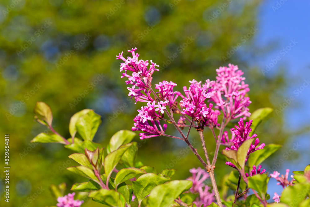Pink flowers of lilac tree Palibin against green leaves in closeup view