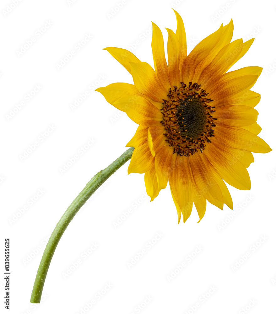Beautiful sunflower flower.