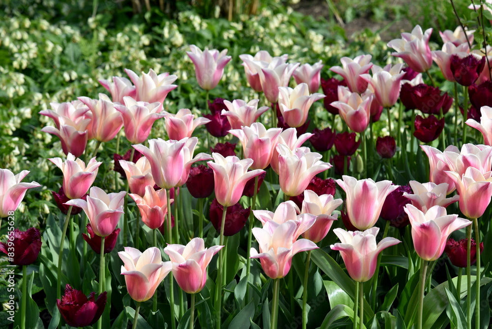 A group of colorful pink tulips, tulipa A group of colorful pink tulips, tulipa