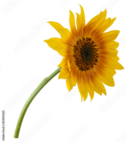 Obraz na płótnie Beautiful sunflower flower. w salonie