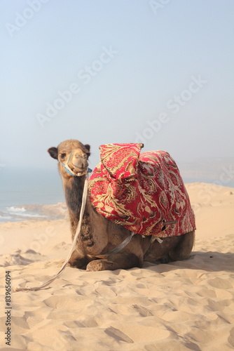 Morocco 
