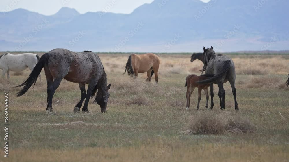 Wild Horses scattered in the Utah desert as foal nurses from its mother. Wild Horses scattered in the Utah desert as foal nurses from its mother.