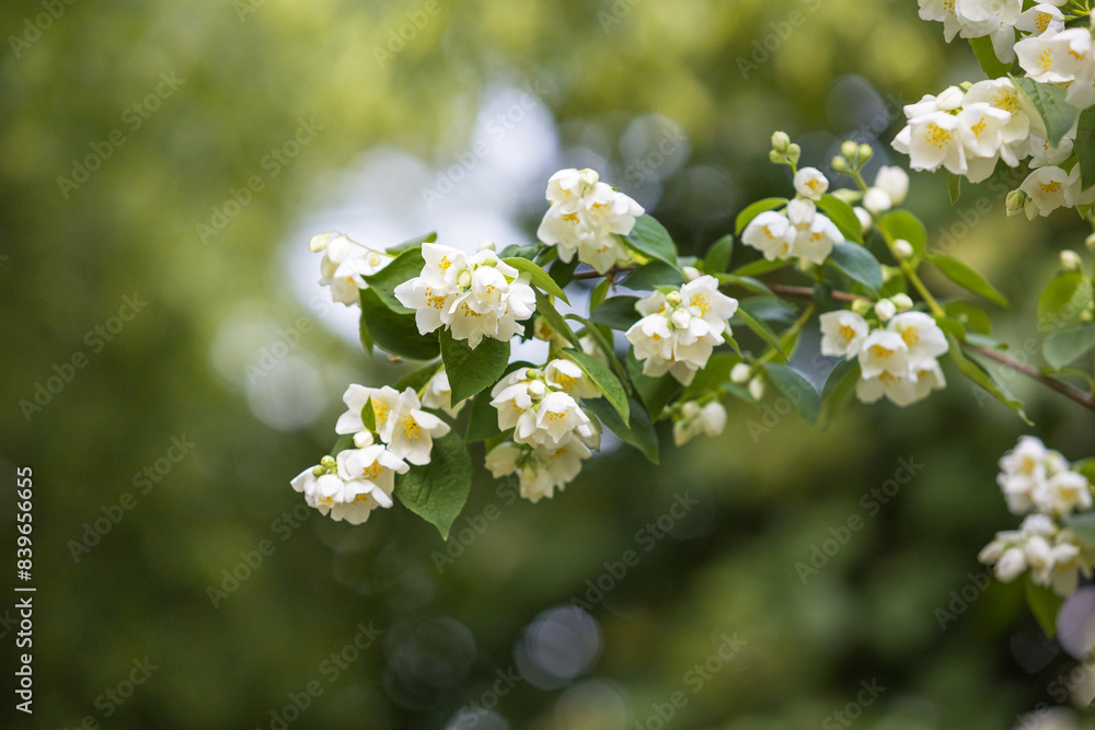 Jasminum - White jasmine flowers blooming on a branch with green leaves and a beautiful soft background. Jasminum - White jasmine flowers blooming on a branch with green leaves and a beautiful soft background.