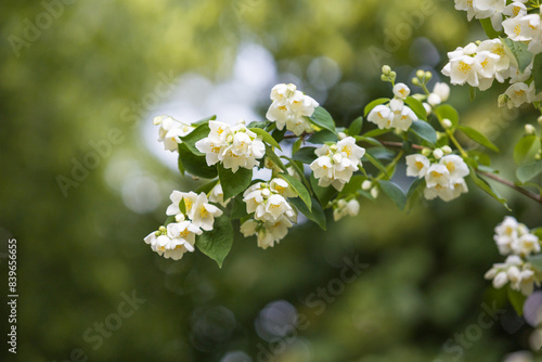 Jasminum - White jasmine flowers blooming on a branch with green leaves and a beautiful soft background.