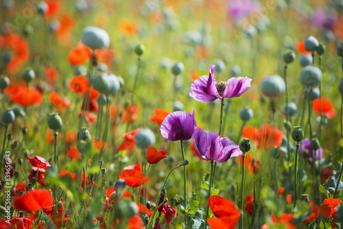 Papaver somniferum - purple poppy flowers growing in a poppy field where red poppy flowers and green poppy flowers grow together. with a beautiful backlight