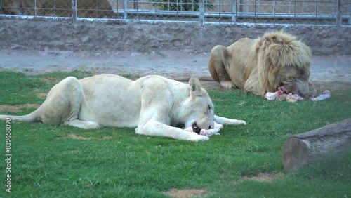 Male white lion. The white lions are a colour mutation of the Transvaal lion (Panthera leo krugeri), also known as the Southeast African or Kalahari lion. A closeup of Barbary lion eating meat. photo