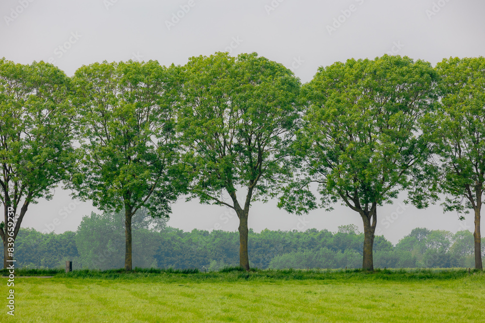Spring landscape with rows or line of trees along the roadside with green grass meadow and white grey cloudy sky as background, Countryside farm in the Dutch province of Utrecht, Netherlands, Holland. Spring landscape with rows or line of trees along the roadside with green grass meadow and white grey cloudy sky as background, Countryside farm in the Dutch province of Utrecht, Netherlands, Holland.