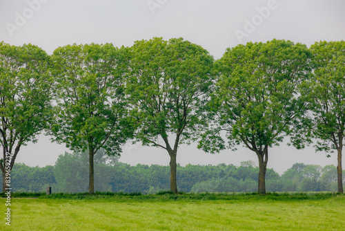 Spring landscape with rows or line of trees along the roadside with green grass meadow and white grey cloudy sky as background, Countryside farm in the Dutch province of Utrecht, Netherlands, Holland.