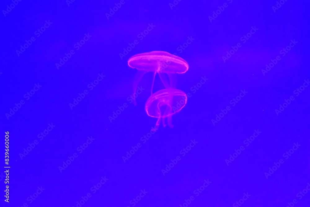 jellyfish in aquarium jellyfish in aquarium
