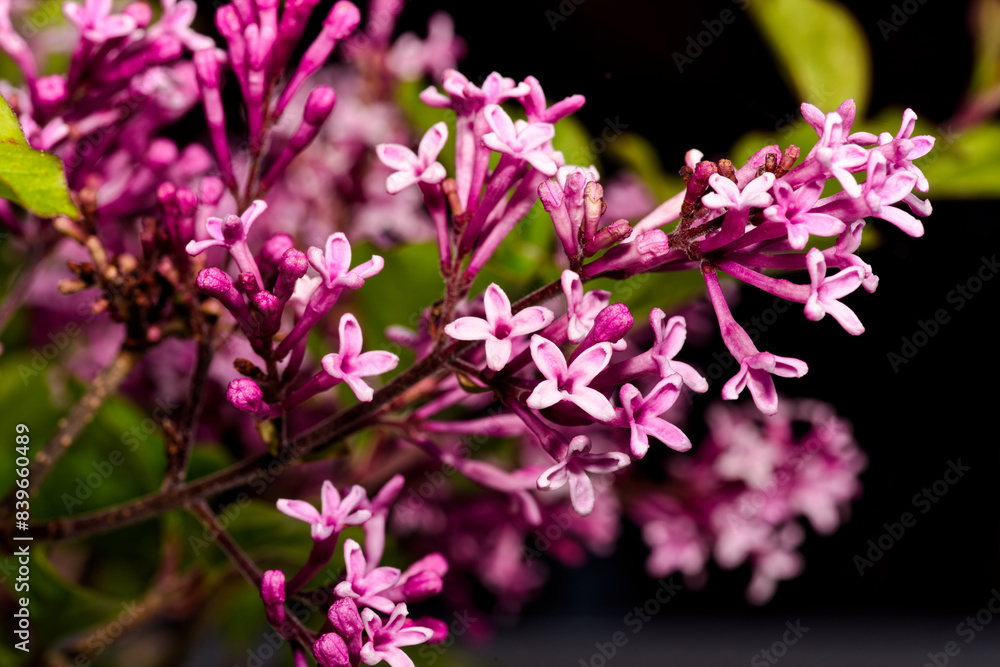 Pink flowers of Palibin lilac tree against black background in closeup view Pink flowers of Palibin lilac tree against black background in closeup view