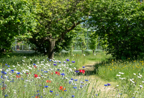 Variety of colourful wild flowers including poppies and cornflowers growing in the grass at Wisley garden, Surrey, UK. Path cuts through the middle of the field. No mow May.
