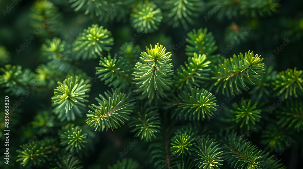 A close-up of nature forest glade plants A close-up of nature forest glade plants