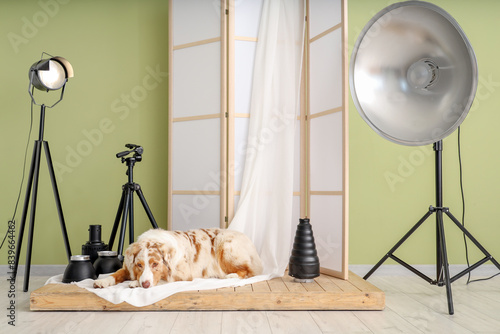 Australian Shepherd dog wit...