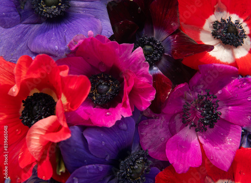 closeup macro background of red, pink and purple anemone flowers photo