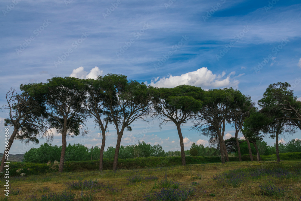 photographs of landscapes and nature with trees photographs of landscapes and nature with trees