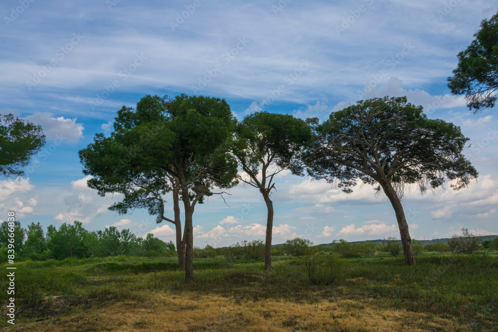photographs of landscapes and nature with trees photographs of landscapes and nature with trees