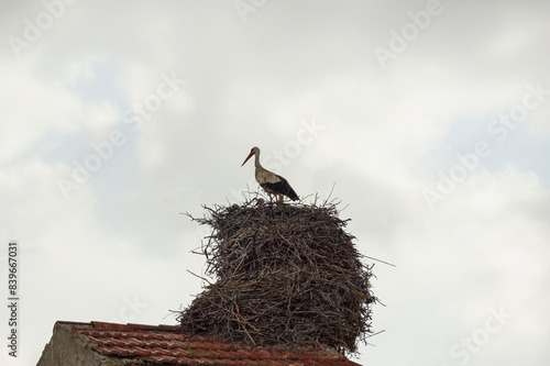 photograph of a stork in its nest on a roof