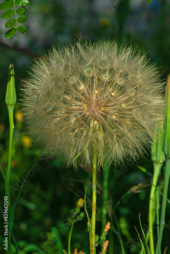 photograph of a dandelion flower in nature