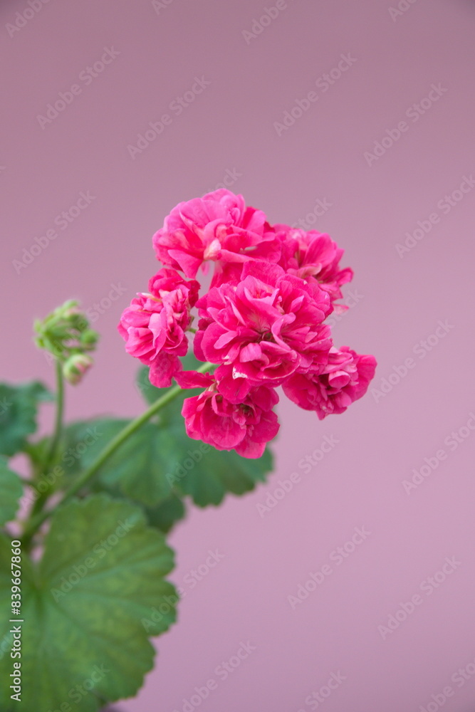 Obraz premium Rosebud pelargonium