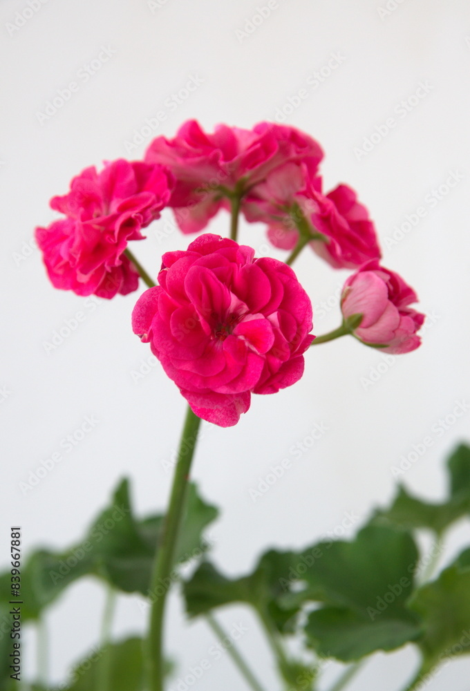 Rosebud pelargonium Rosebud pelargonium