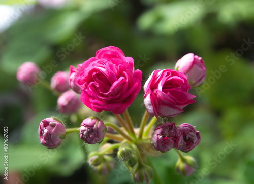 Wallpaper Mural Rosebud pelargonium "Rosalinda"  with dwarf pink double petal flowers Torontodigital.ca