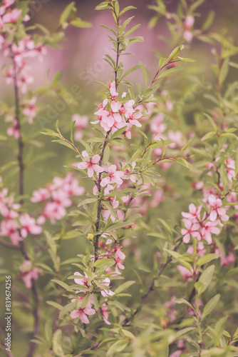Blossoming branches of the dwarf almond with beautiful pink flowers colored in pastel shades as a romantic background © kargona