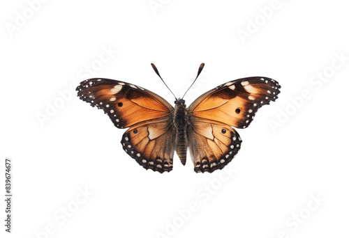 Orange butterfly isolated on transparent background cutout