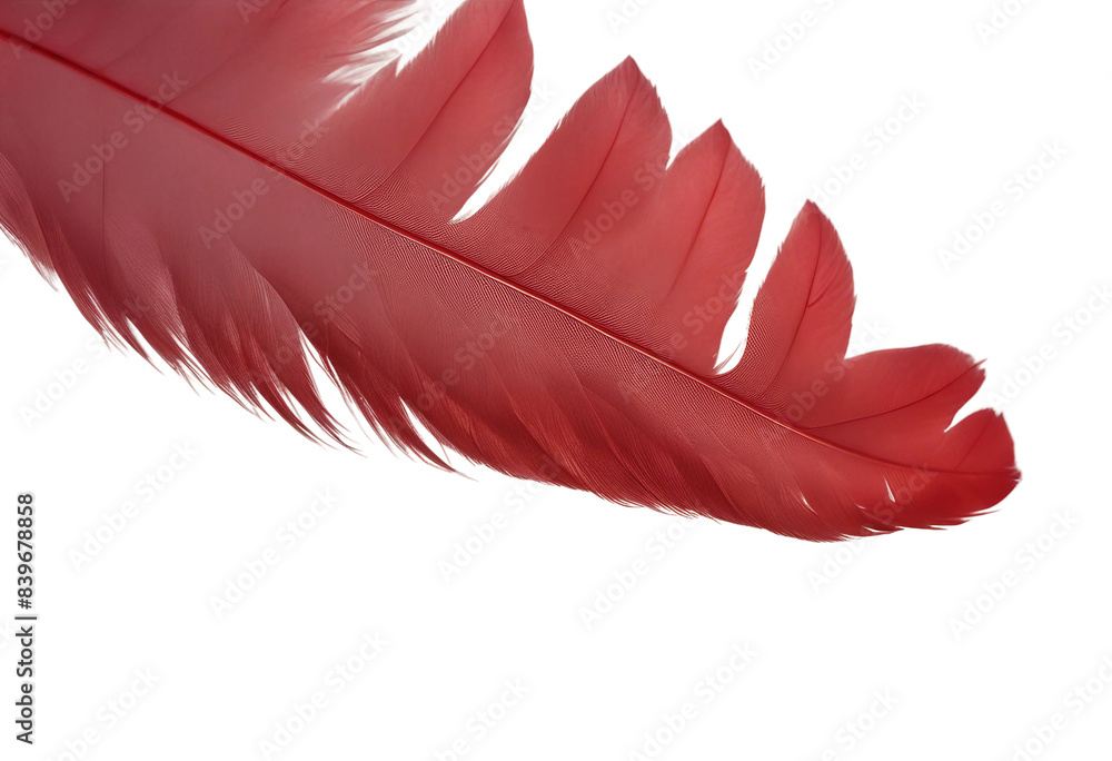 Red feather close up isolated on transparent background cutout Red feather close up isolated on transparent background cutout