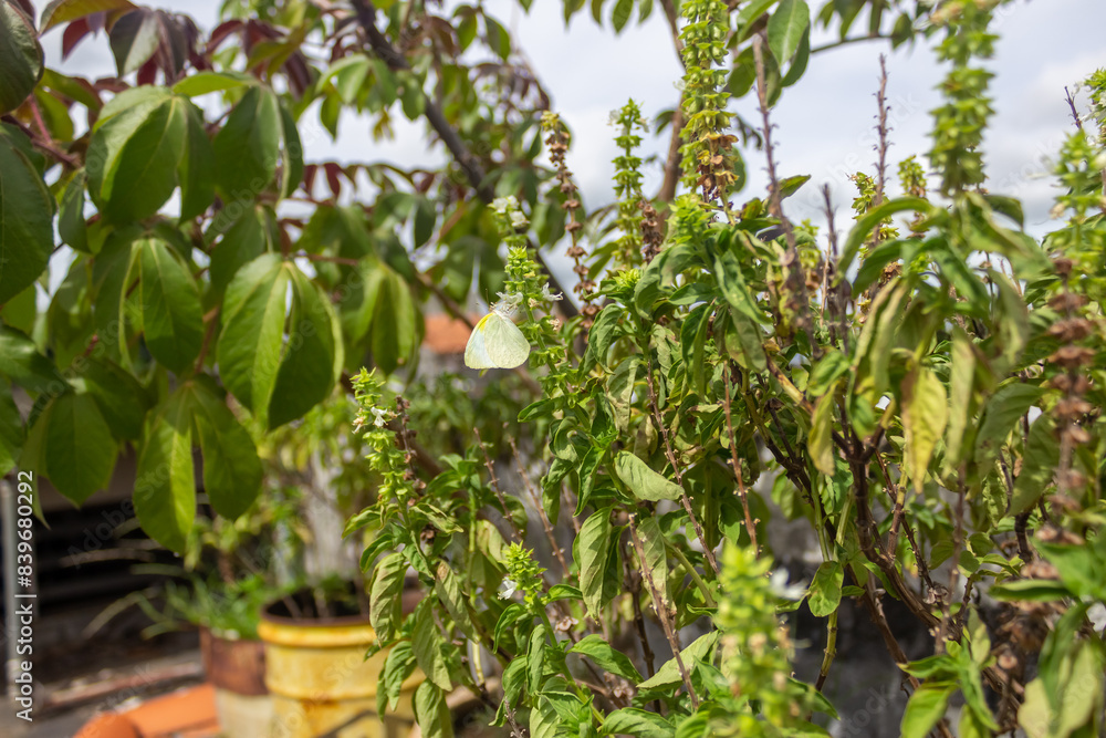 butterfly in the plants on the roof of the house