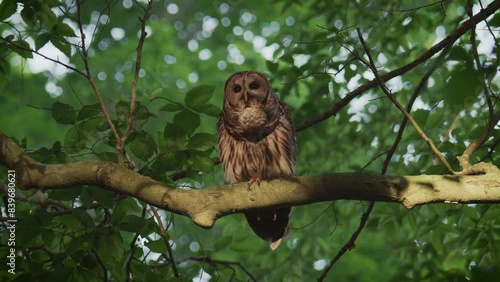A barred owl hooting in the forest
