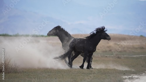 Wild Horse kicking up dirt as they try to kick each other as they show their dominance.