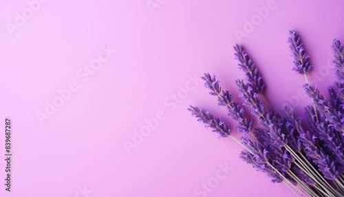 Abstract background minimal presentation with lavender flower On a purple background fresh blooming lavender