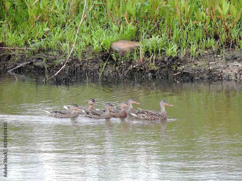 A family of mallard ducks swimming in the wetland waters of the Bombay hook National Wildlife Refuge, Kent County, Delaware. A family of mallard ducks swimming in the wetland waters of the Bombay hook National Wildlife Refuge, Kent County, Delaware.