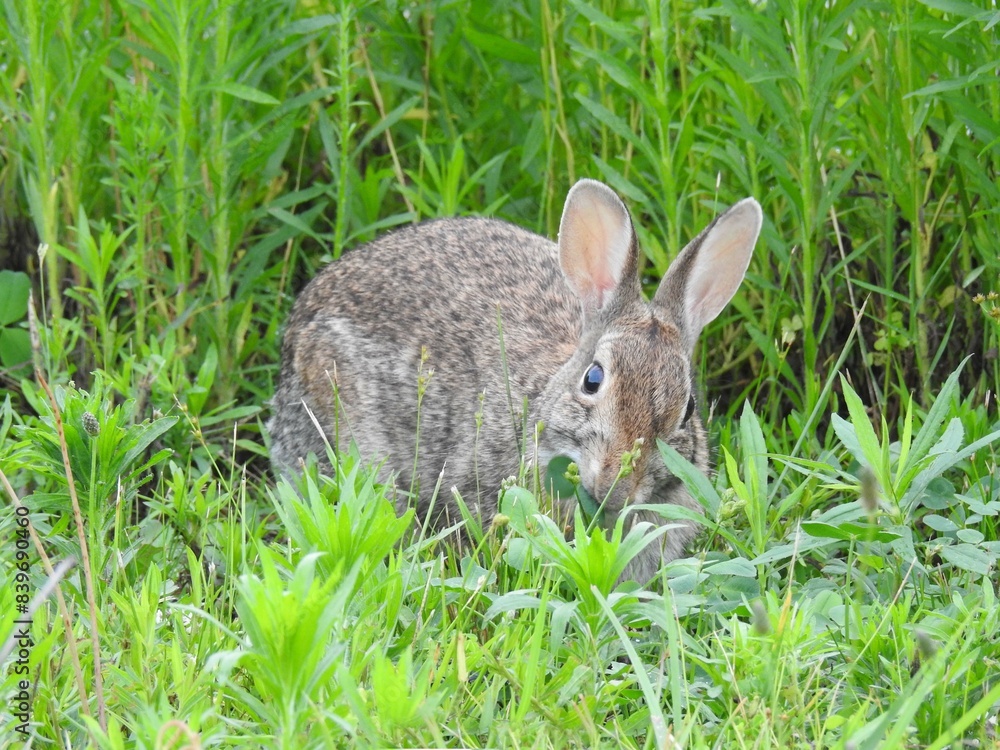 A hungry eastern cottontail rabbit feeding on the green vegetation within the Bombay Hook National Wildlife Refuge, Kent County, Delaware. A hungry eastern cottontail rabbit feeding on the green vegetation within the Bombay Hook National Wildlife Refuge, Kent County, Delaware.