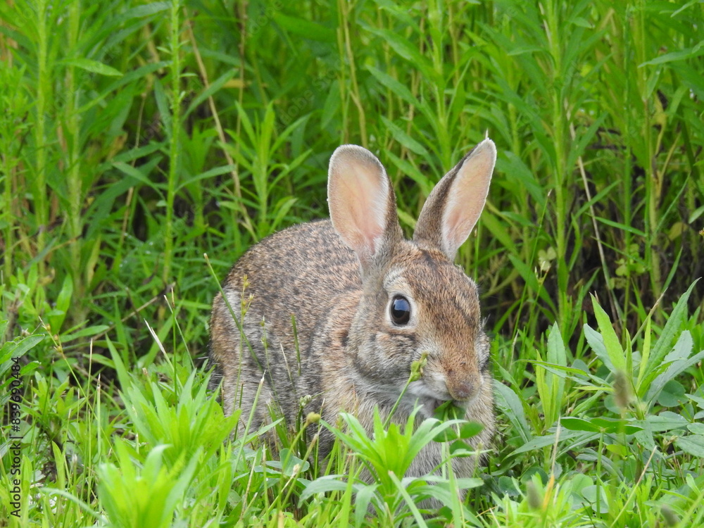 A hungry eastern cottontail rabbit feeding on the green vegetation within the Bombay Hook National Wildlife Refuge, Kent County, Delaware. A hungry eastern cottontail rabbit feeding on the green vegetation within the Bombay Hook National Wildlife Refuge, Kent County, Delaware.