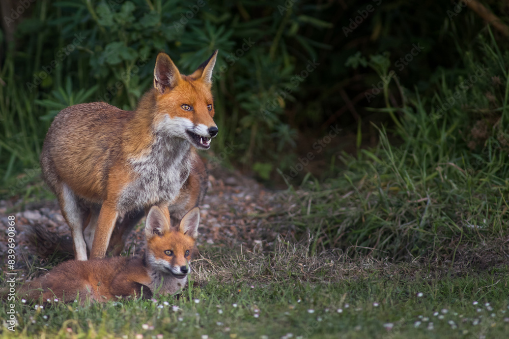 Red Fox Cubs in summertime baby and wild cute foxes vulpes vulpes, June 2024 United Kingdom Red Fox Cubs in summertime baby and wild cute foxes vulpes vulpes, June 2024 United Kingdom