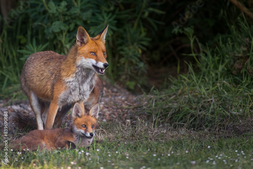 Fotografie Red Fox Cubs in summertime baby and wild cute foxes vulpes vulpes, June 2024 Uni