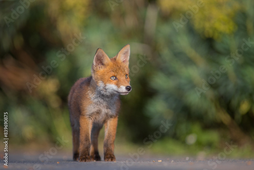 Red Fox cub looking up at sky for the first time  united kingdom