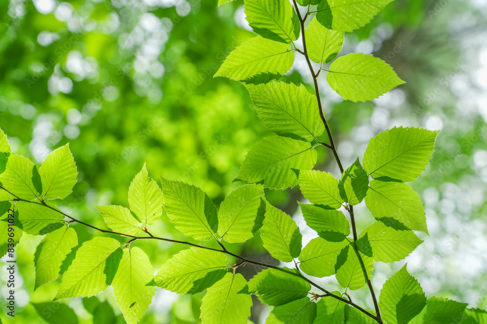 green leaves and branch as nature background