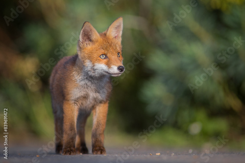 Red Fox Cubs in summertime baby and wild cute foxes vulpes vulpes  June 2024 United Kingdom 