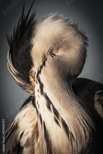 Graureiher (Ardea cinerea)