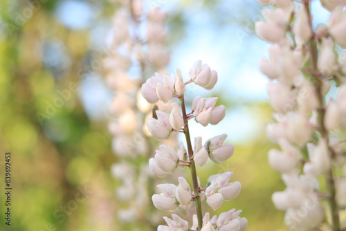 White lupine. Lupine flower close up with selective focus. Spring flower on a field or in a park. Blooming white lupine flower. Natural background. Lupine on a blurred background on a sunny day © Mariia
