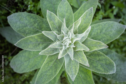 Mullein plant - top view leaves