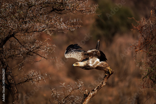 Flying Tawny Eagle - Aquila rapax large bird of prey family Accipitridae, subfamily Aquilinae - booted eagles, African continent and Indian subcontinent,  flying away from the branch in Africa photo