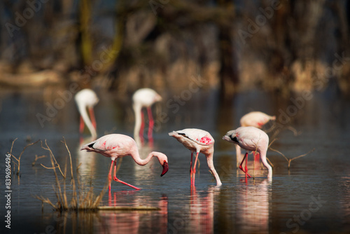 Fototapeta Naklejka Na Ścianę i Meble -  Lesser Flamingo - Phoeniconaias minor the smallest species of flamingo bird, in sub-Saharan Africa and northwestern India, pink to red long legged water bird, bathing and feeding in the lake Nakuru