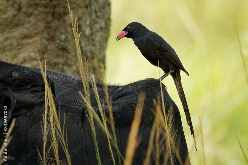 Obraz premium Black bird Piapiac - Ptilostomus afer African bird in the crow family Ptilostomus, related to the Central Asian ground jays, black bird with the red beak and long tail, feeds on insects from mammals